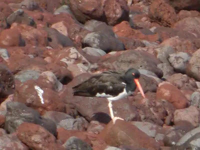 The Galápagos Islands — 4 May 2007