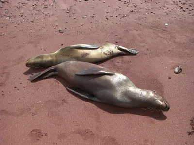 The Galápagos Islands — 4 May 2007