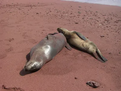 The Galápagos Islands — 4 May 2007