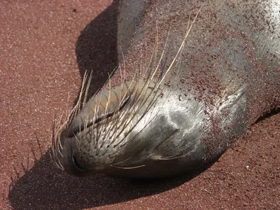 The Galápagos Islands — 4 May 2007