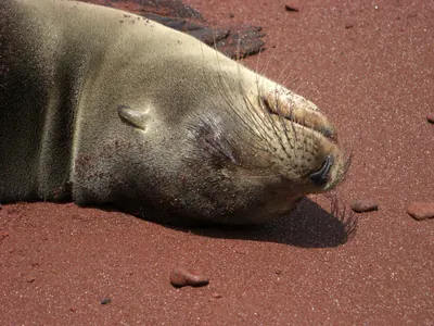 The Galápagos Islands — 4 May 2007