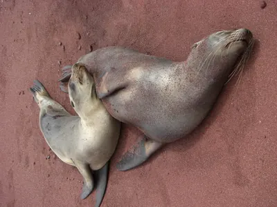 The Galápagos Islands — 4 May 2007
