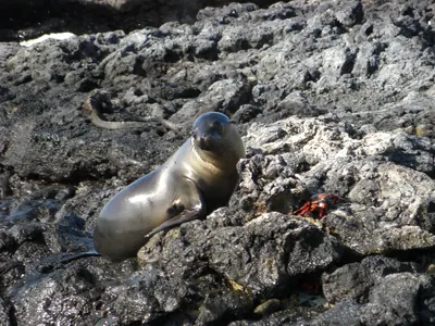 The Galápagos Islands — 4 May 2007