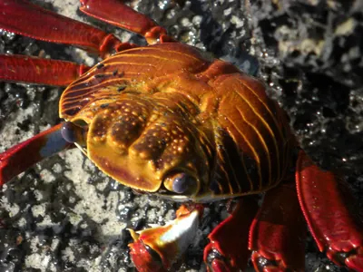 The Galápagos Islands — 4 May 2007