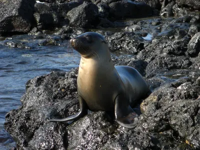 The Galápagos Islands — 4 May 2007