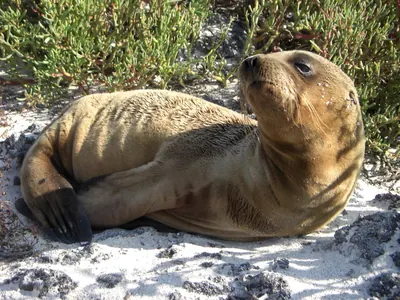 The Galápagos Islands — 4 May 2007