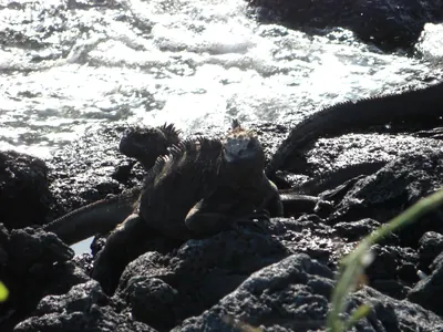 The Galápagos Islands — 4 May 2007