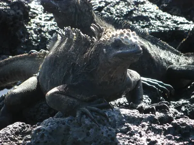 The Galápagos Islands — 4 May 2007