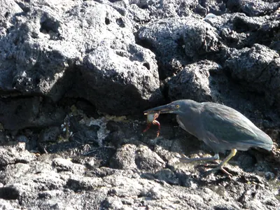 The Galápagos Islands — 4 May 2007