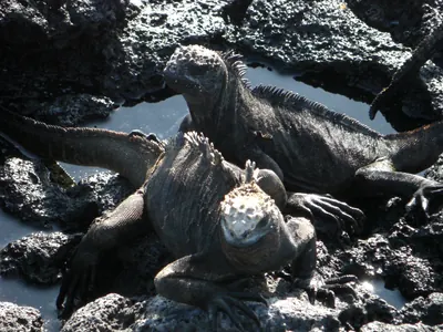 The Galápagos Islands — 4 May 2007