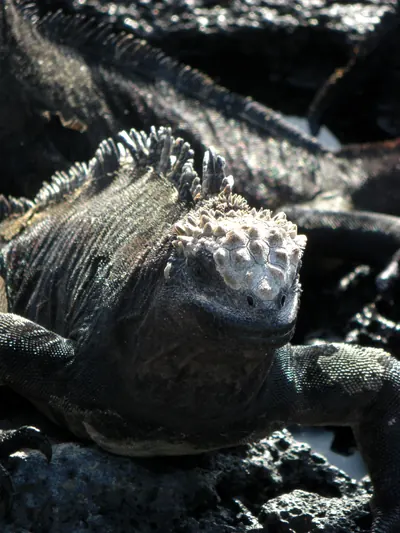The Galápagos Islands — 4 May 2007