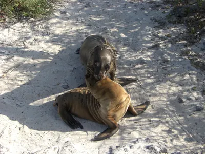 The Galápagos Islands — 4 May 2007