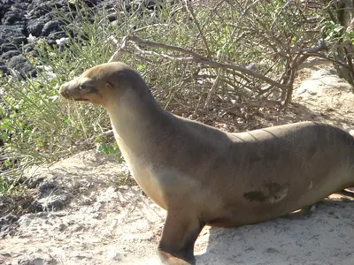 The Galápagos Islands — 4 May 2007