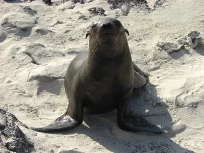 The Galápagos Islands — 4 May 2007