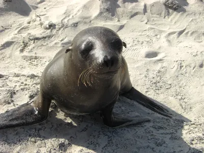 The Galápagos Islands — 4 May 2007