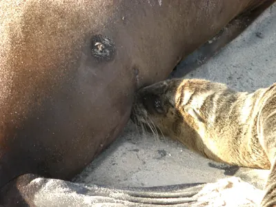 The Galápagos Islands — 4 May 2007