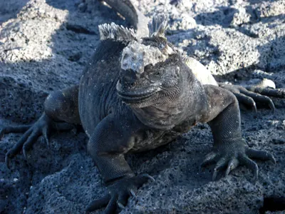 The Galápagos Islands — 4 May 2007