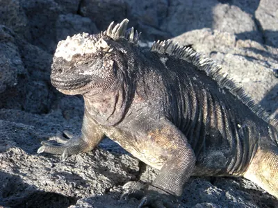The Galápagos Islands — 4 May 2007