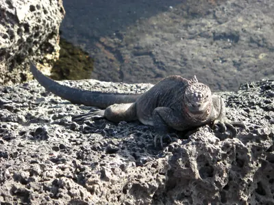 The Galápagos Islands — 4 May 2007