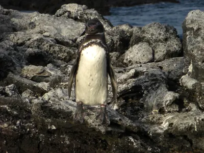 The Galápagos Islands — 5 May 2007