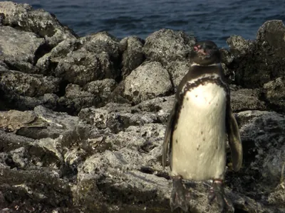 The Galápagos Islands — 5 May 2007