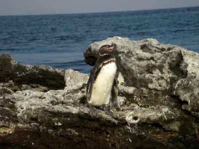 The Galápagos Islands — 5 May 2007