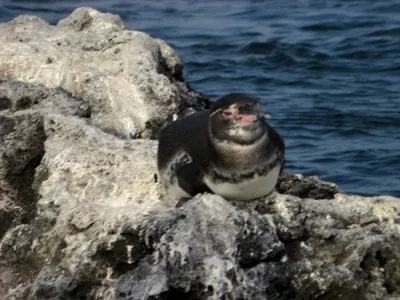 The Galápagos Islands — 5 May 2007