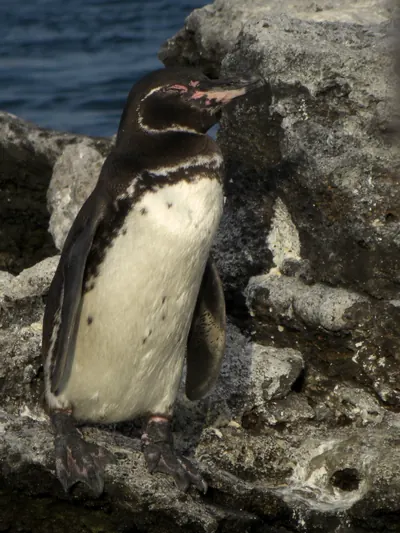 The Galápagos Islands — 5 May 2007