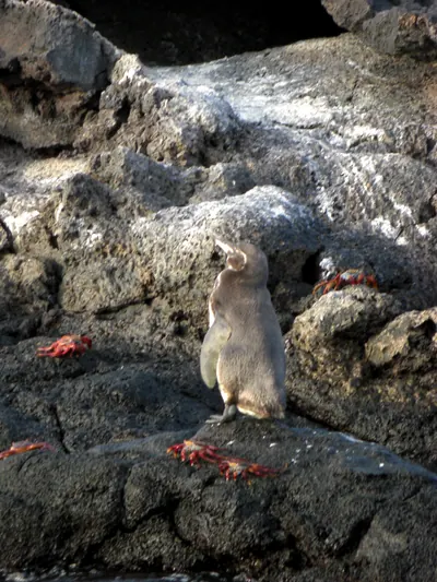 The Galápagos Islands — 5 May 2007