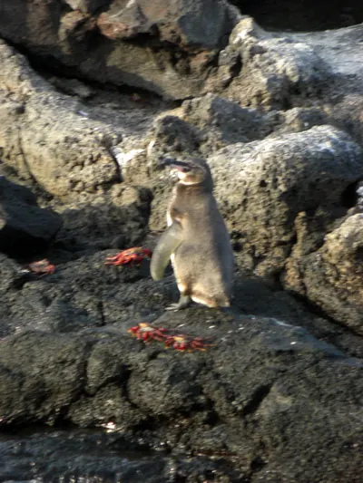The Galápagos Islands — 5 May 2007