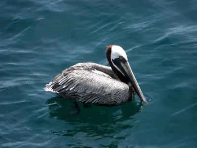 The Galápagos Islands — 5 May 2007