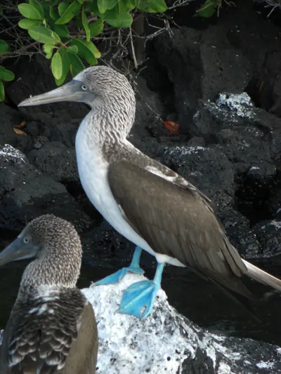 The Galápagos Islands — 5 May 2007