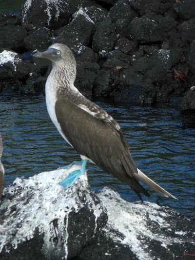 The Galápagos Islands — 5 May 2007