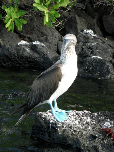 The Galápagos Islands — 5 May 2007