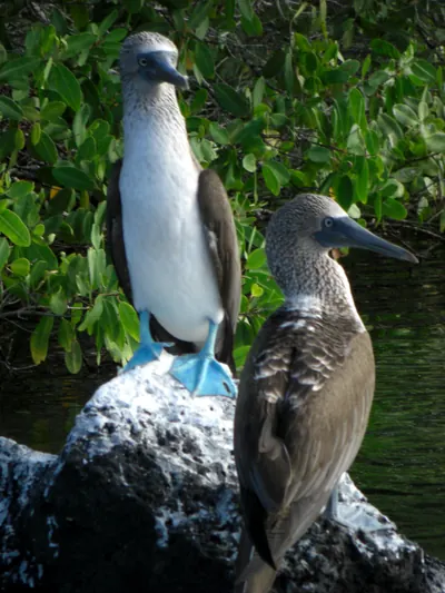 The Galápagos Islands — 5 May 2007