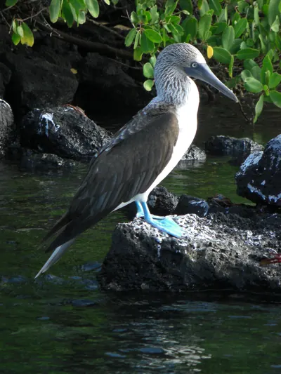 The Galápagos Islands — 5 May 2007