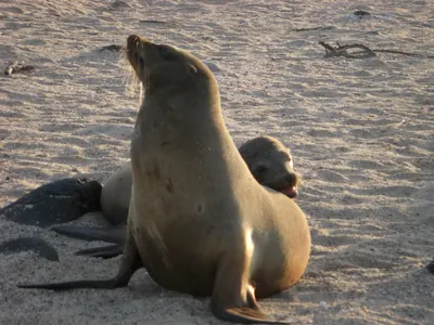 The Galápagos Islands — 6 May 2007