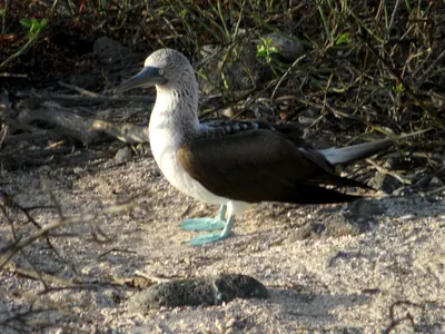 The Galápagos Islands — 6 May 2007