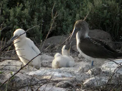 The Galápagos Islands — 6 May 2007