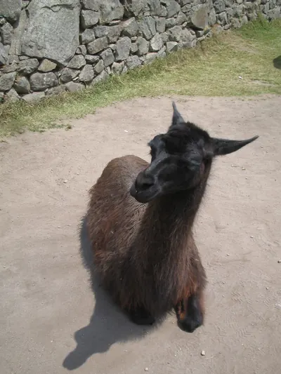 Machu Picchu — 4 September 2007