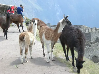 Machu Picchu — 4 September 2007