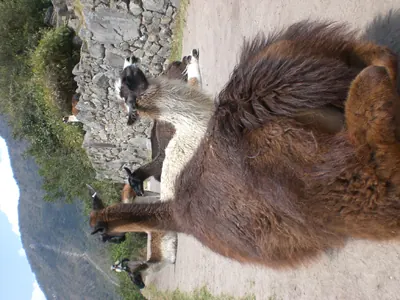Machu Picchu — 4 September 2007