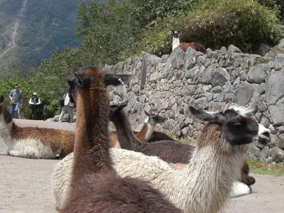 Machu Picchu — 4 September 2007