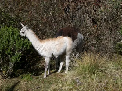 Machu Picchu — 2 September 2007