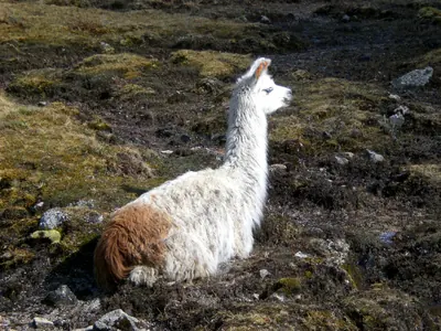 Machu Picchu — 2 September 2007
