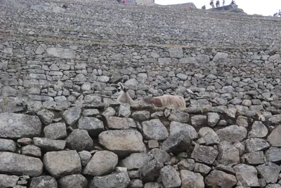 Machu Picchu — 4 September 2007