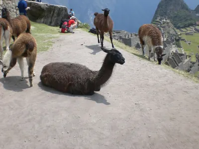 Machu Picchu — 4 September 2007