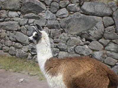 Machu Picchu — 4 September 2007