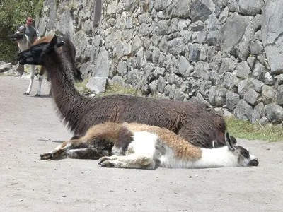 Machu Picchu — 4 September 2007