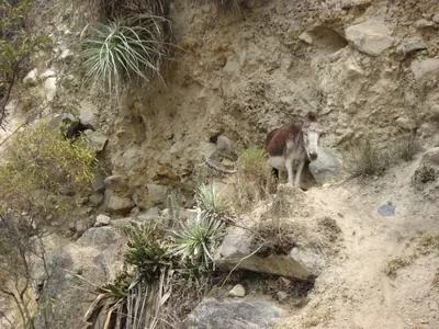 Machu Picchu — 1 September 2007